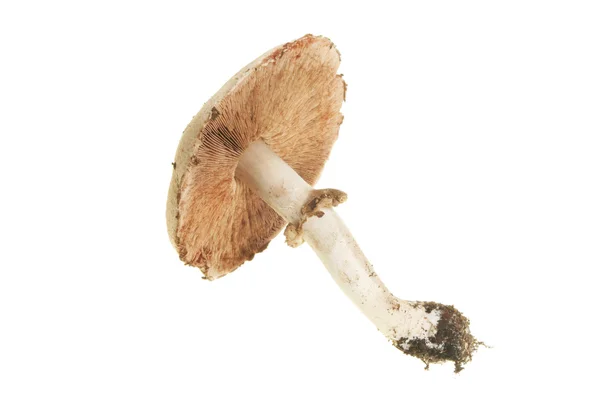 Divoká houba — Stock fotografie