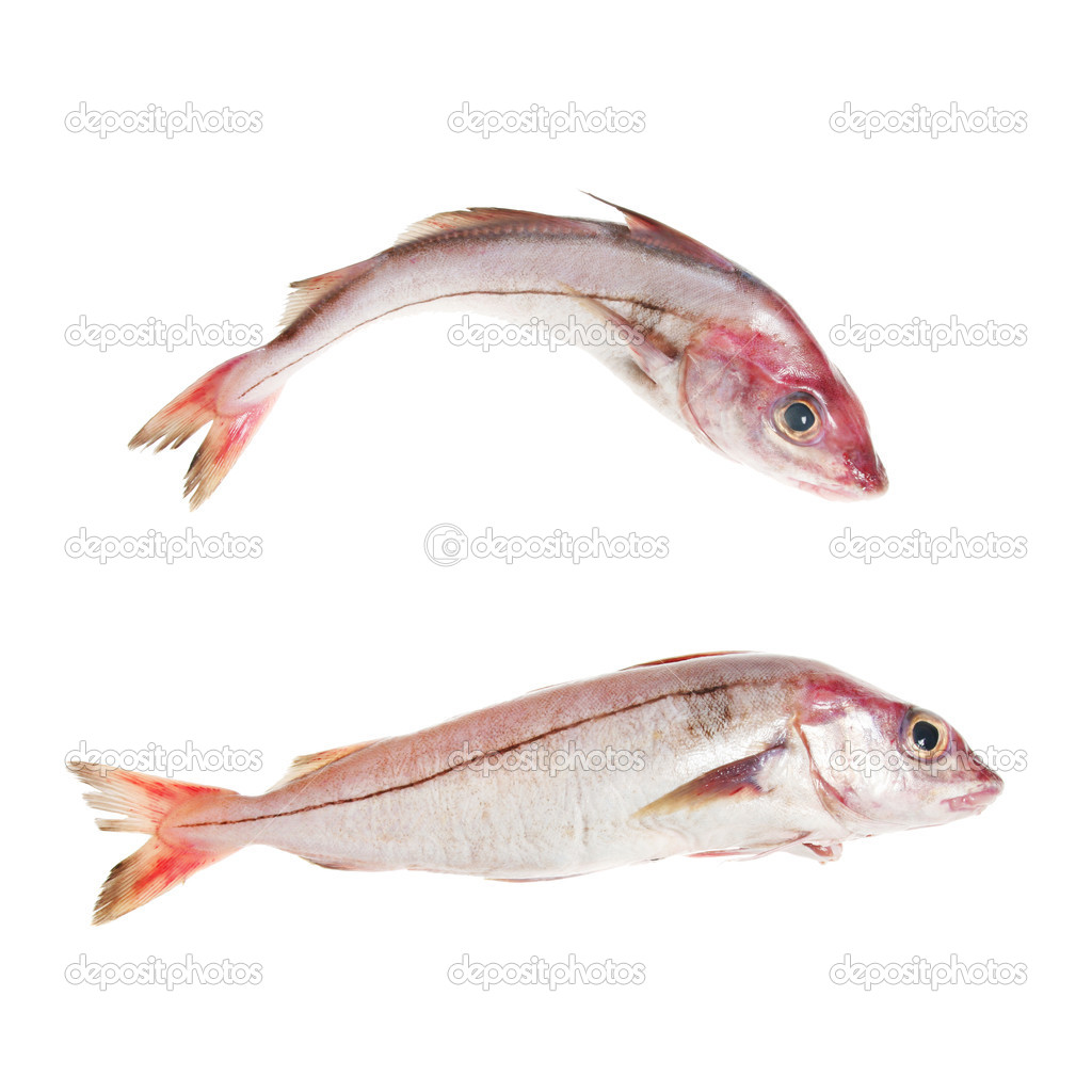 Two whole haddock fish — Stock Photo © griffin024 16797229