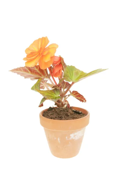 Begonia plant and flower — Stock Photo, Image