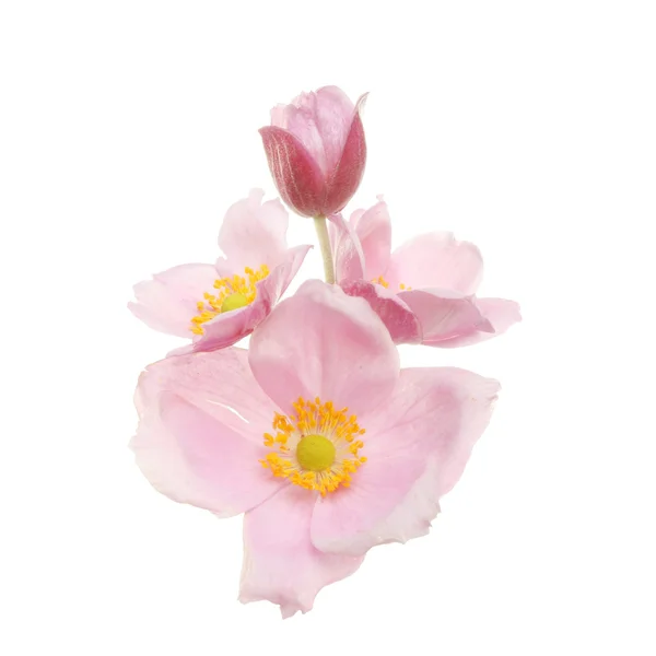 Anemonenblüten und Knospen — Stockfoto