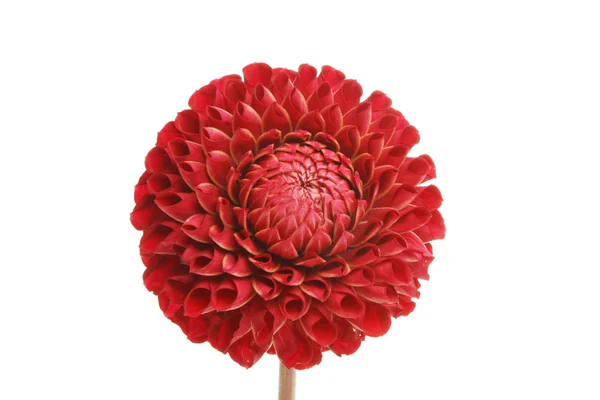 Pom pom dahlia flower — Stock Photo, Image