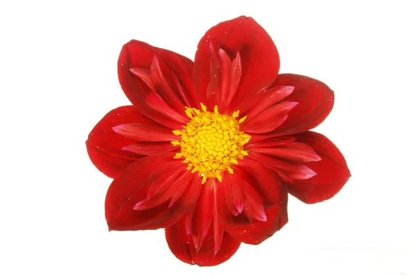 薄暗い赤いダリアの花 — ストック写真