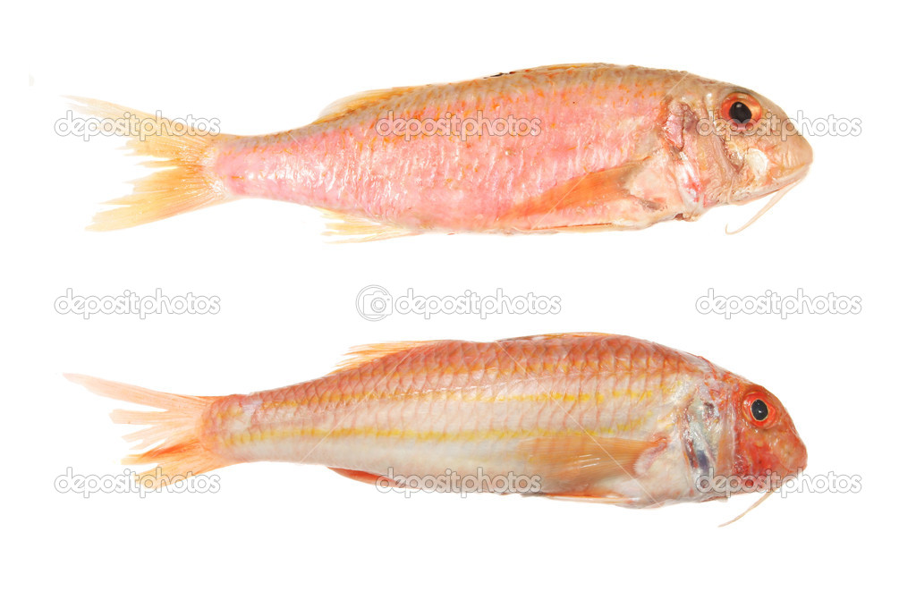 Two red mullet fish