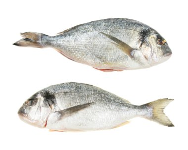 yaldızlı kafa çifti balık çipura