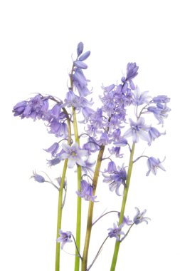 bluebell çiçek grubu