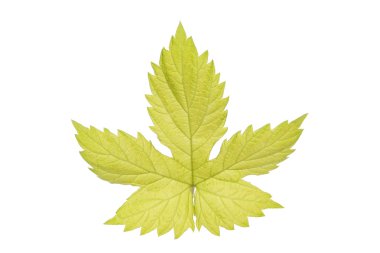 Altın atlama yaprak