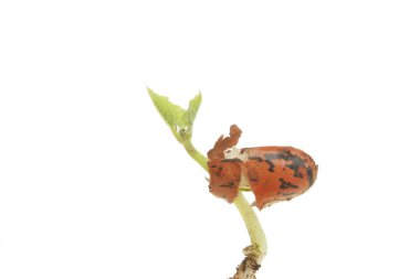 tatlı germinating tohum