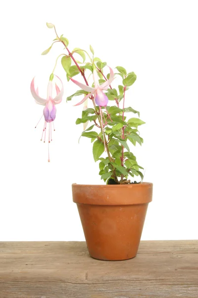 Planta Fuscia — Fotografia de Stock