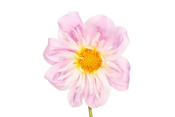 Mor dahlia çiçeği — Stok fotoğraf