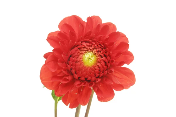 Red dahlia flower — Stock Photo, Image