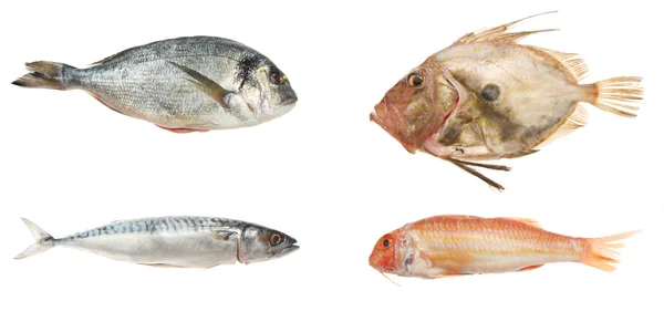 Selection of four fresh fish — Stock Photo, Image