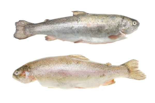 Two rainbow trout — Stock Photo, Image