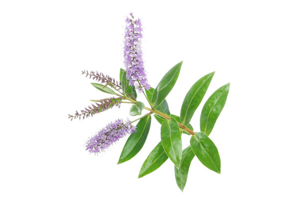 Цветы и листья
