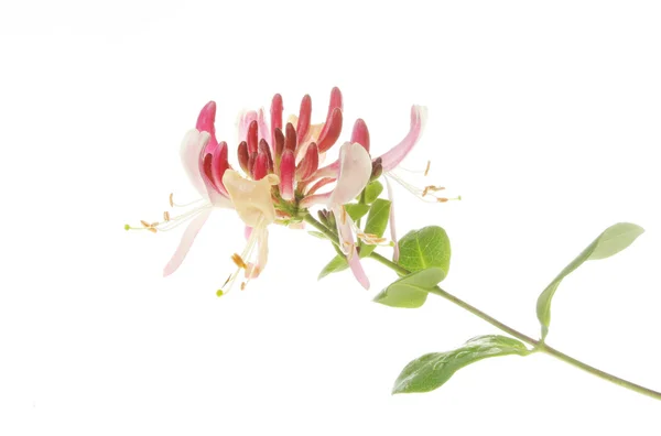 Квітка і листя жимолості — стокове фото