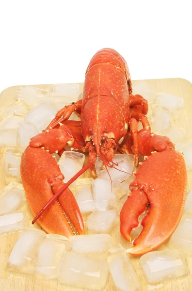 Homard sur un plateau avec glace — Photo