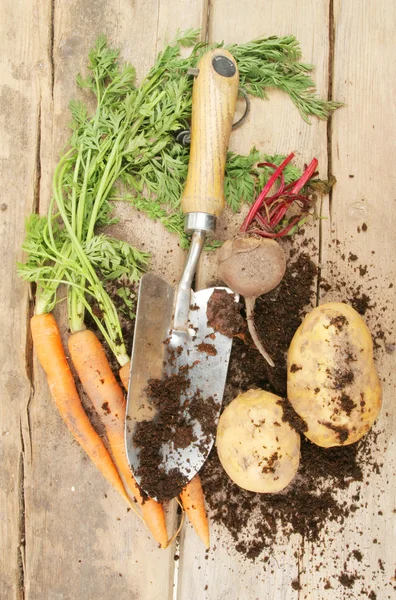 Verduras de raiz recentemente escavadas — Fotografia de Stock