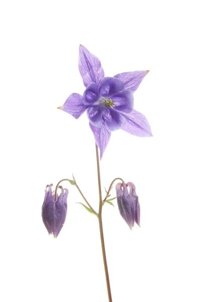 Aquilegia flor — Foto de Stock