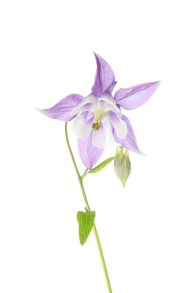 Aquilegia flower — Stock Photo, Image