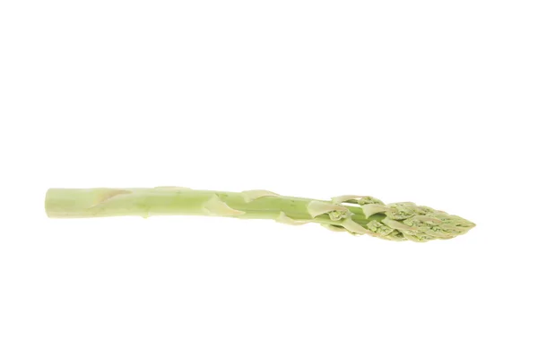 Lancia aspargus singola — Foto Stock