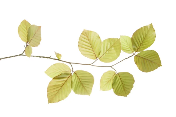 Spring birch tree leaves — Stock Photo, Image