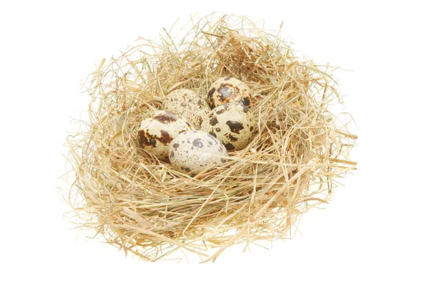 Birds eggs in a nest — Stock Photo, Image