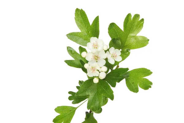 May blossom — Stock Photo, Image