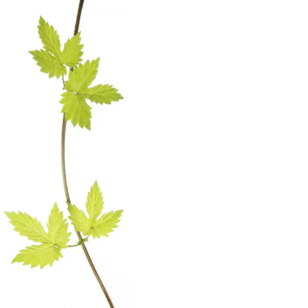 Gyllene hop vine — Stockfoto