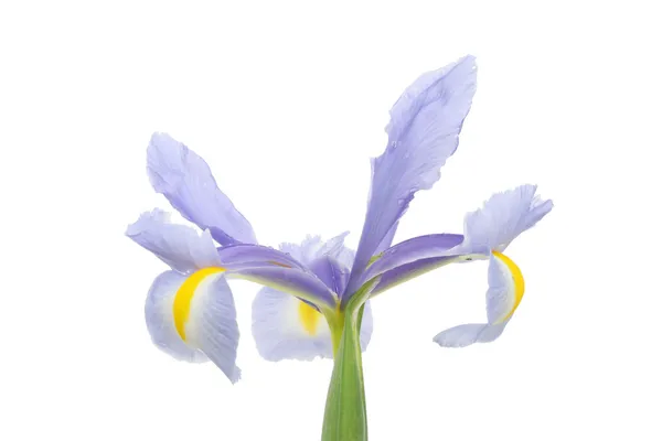 Fiore olandese Iris — Foto Stock