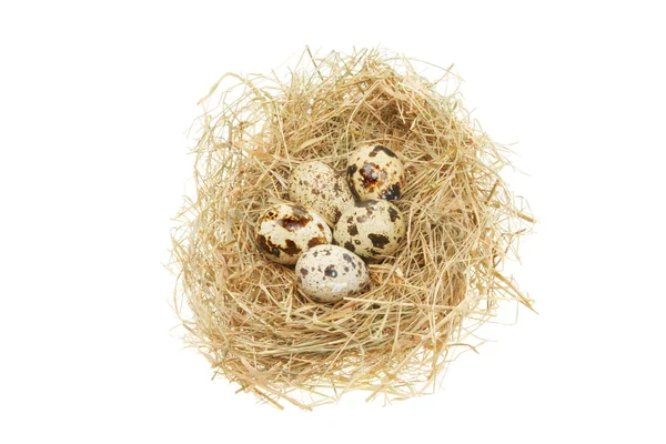 Birds eggs in a nest — Stock Photo, Image
