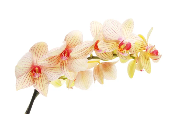 Spray di fiori di orchidea — Foto Stock