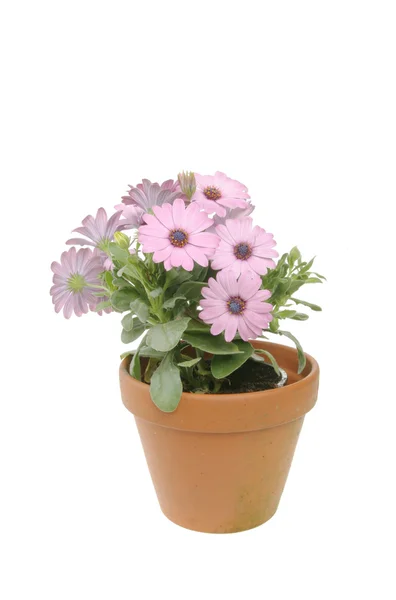 Osteopermum flowers and plant — Stock Photo, Image
