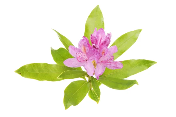 Rhododendronblume — Stockfoto