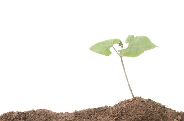 Single plant seedling in soil — Stock Photo, Image