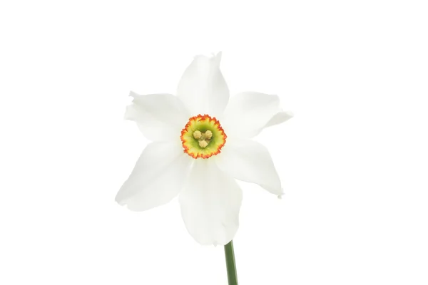 Daffodil flower — Stock Photo, Image