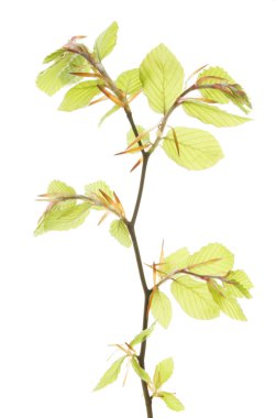 taze bahar yaprakları