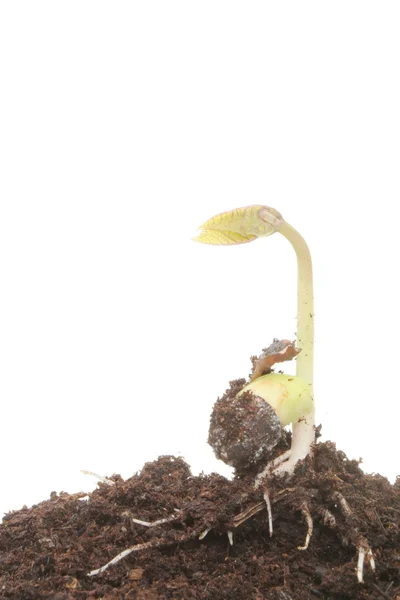 Germinating seed — Stock Photo, Image