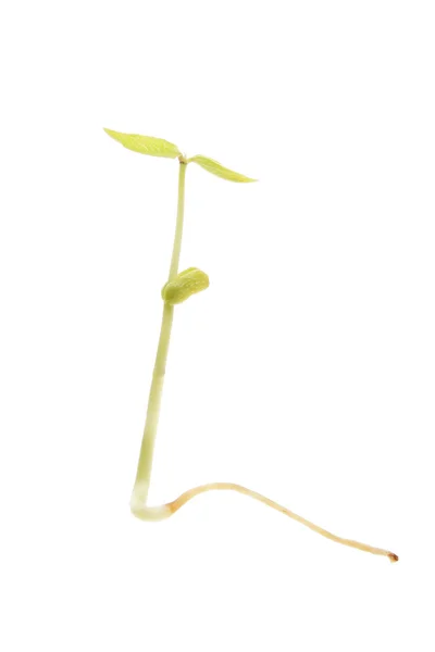 Bean sprout — Stock Photo, Image