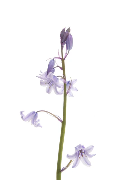 Цветы Блубелла — стоковое фото