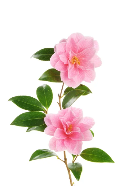 Camellia branch with two flowers — Stock Photo, Image