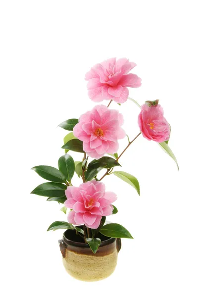 Camellia flowers in a pot — Stock Photo, Image