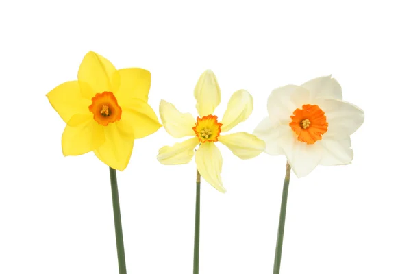 Three daffodils in a line — Stock Photo, Image
