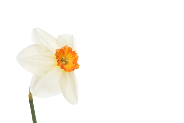 Daffodil with copy space — Stockfoto