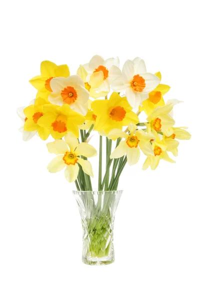 Mixed daffodils in a crystal vase — Stock Photo, Image