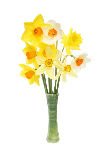 Daffodil flower arrangement — Stock Photo, Image