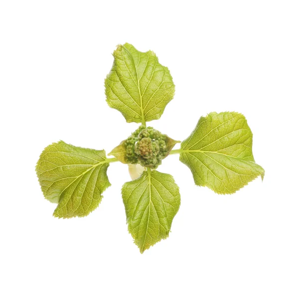 Liście hortensji wiosna — Zdjęcie stockowe