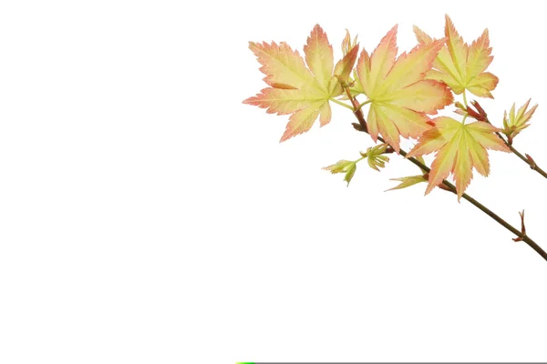 Jeunes feuilles d'érable — Photo