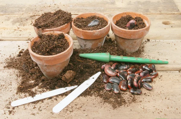 Seed planting — Stock Photo, Image