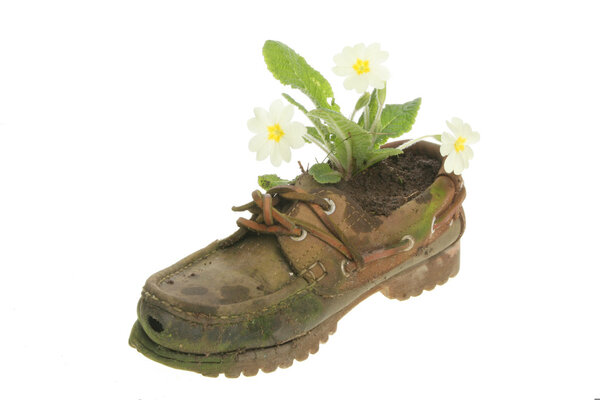 Flowers in an old shoe