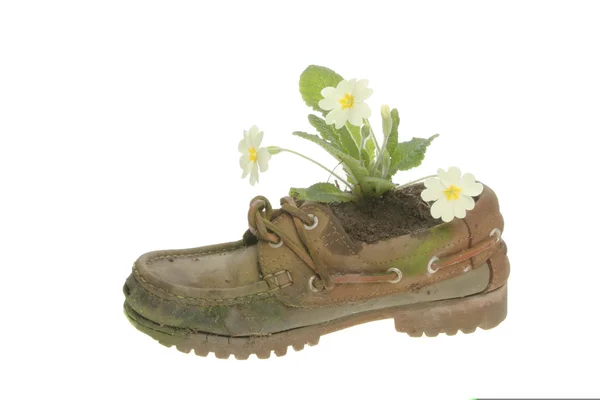 Flores de prímula em um sapato velho — Fotografia de Stock