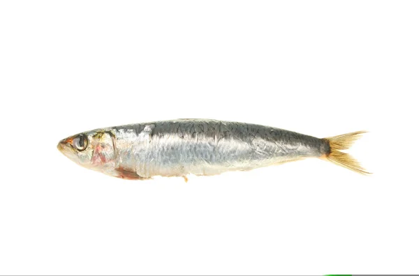 Sardinha — Fotografia de Stock